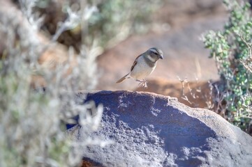 CAPE SPARROW (passer melanurus) . South Africa