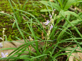 ヒメヤブラン（花）