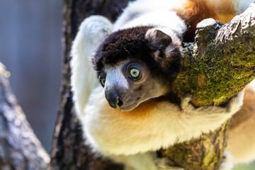 Propithecus coronatus, closeup view of monkey climbing on tree.