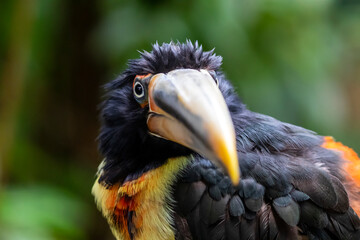 Black and yellow bird with big beak
