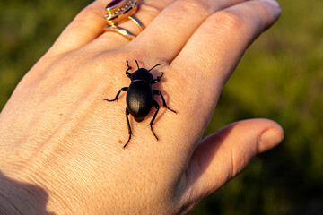 a large black beetle crawling on the hand of the girl in the background