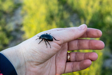 a large black beetle crawling on the hand of the girl in the background