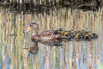 Duck with ducklings in pond