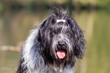 cute dog posing at camera outdoors