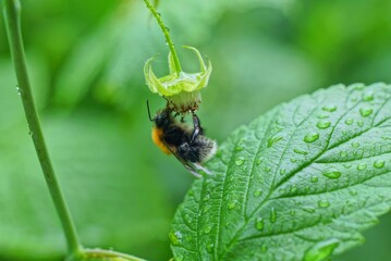 one big bumblebee sits on a raspberry flower with a green leaf in drops of water