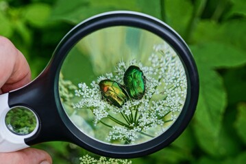 black magnifier in hand magnifies a two colored beetles on a white flower on a green background in...