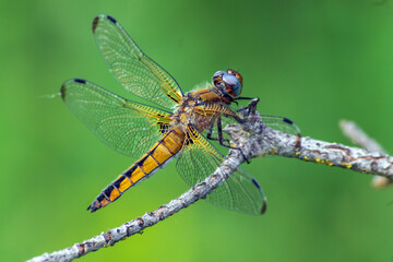 dragonfly on a branch