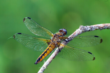 dragonfly on a branch