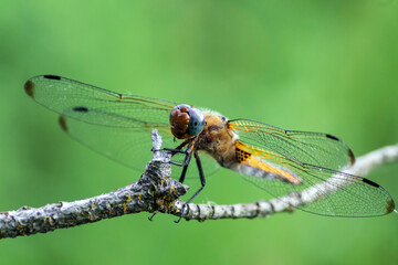 dragonfly on a branch