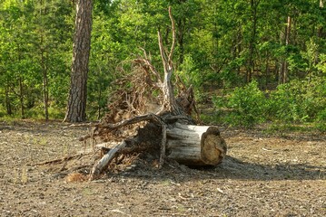 one big brown root of a cut tree on nature in a forest among green vegetation