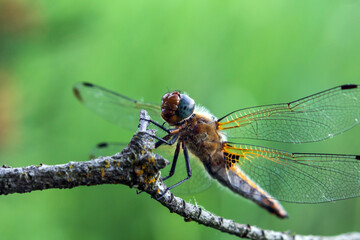 close up of a dragonfly
