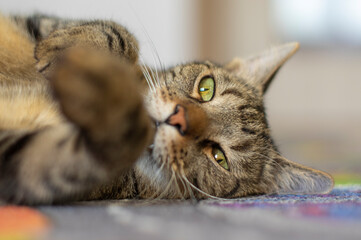 Lazy domestic marble cat enjoying colorful boy carpet with roads and building, very cute and cuddly expression