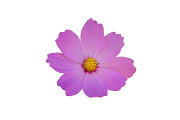 Purple cosmos flower white background