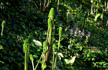 perennial herb tuberous plant interesting perennial shiny leaves shoot-shaped with a long...