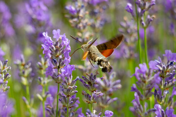 A pigeon swarmer on a flowering lavender.