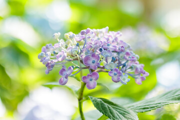アジサイ（ポップコーン）高塔山公園　福岡県北九州市　Hydrangea(popcorn)　Takatoyama park Fukuoka-ken Kitakyusyu city