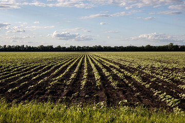 On a crop field to sprout the first green shoots. Agriculture and farming background