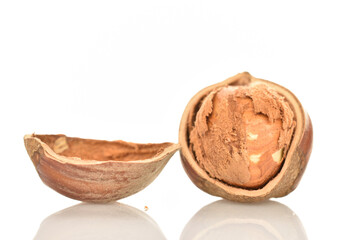 Hazelnuts, macro, on a white background.