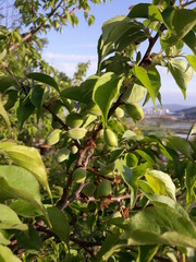 Plums hanging on branches on a farm.