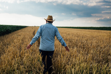 Naklejka na ściany i meble middle aged man walking through wheat field