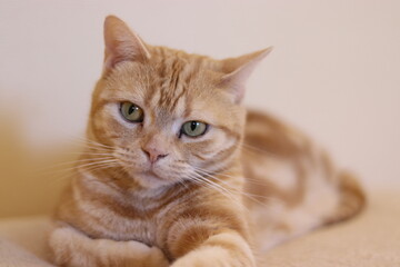 素敵なポーズの猫アメリカンショートヘア