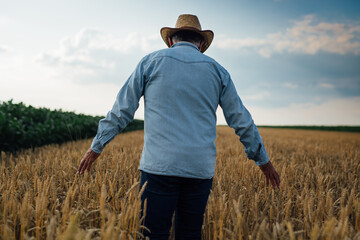 Naklejka na ściany i meble middle aged man walking through wheat field