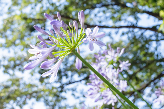 紫君子蘭images Browse 397 Stock Photos Vectors And Video Adobe Stock