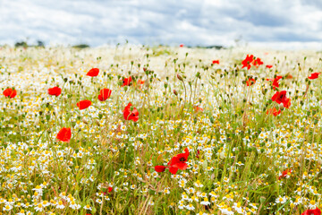 Wild red poppies and camomile on the green field in the north of France, Normandie. Bright flower blossom in June. Sunny day, blue sky, white clouds. Beautiful landscape. - Powered by Adobe