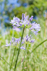 アガパンサス（紫君子蘭）高塔山公園　福岡県北九州市　Agapanthus Takatoyama park Fukuoka-ken Kitakyusyu city