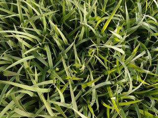 spring season abstract natural background of green rice farm close up with water drop . grass with water drops . 