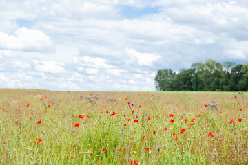 Wild red poppies and camomile on the green field in the north of France, Normandie. Bright flower blossom in June. Sunny day, blue sky, white clouds. Beautiful landscape.