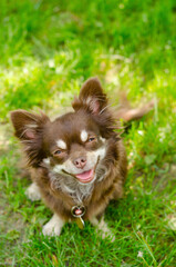 Thirsty chocolate longhair chihuahua sitting on a grass and looking up