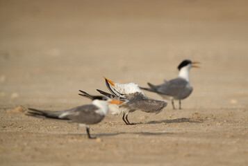 Greater Crested Tern preening, Bahrain