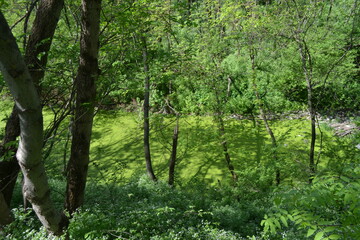 Fototapeta premium Forest thickets of trees. Summer walk