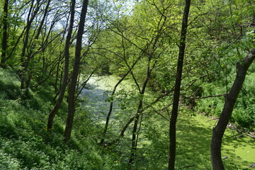 
swampy forest lake. Summer walk
