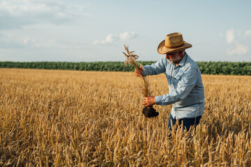 Naklejka na ściany i meble middle aged man examine wheat in wheat field
