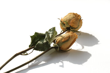 dried rose flower isolated on white background