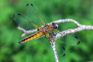 dragonfly on a leaf