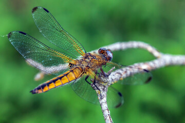 dragonfly on a leaf