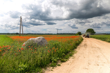 Dirt road between agricultural fields of Latvia. Sunny summer bright day. Tractor rides towards dirt road. Red poppies and wildflowers