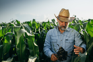 middle aged man examine corn in corn field