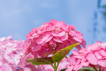 ピンク色の紫陽花　高塔山公園　福岡県北九州市　
Pink Hydrangea Takatoyama 
park Fukuoka-ken Kitakyusyu city
