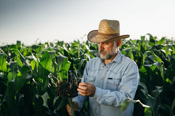 middle aged man examine corn in corn field