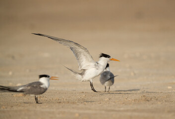Fototapeta na wymiar Greater Crested Tern raising its wings