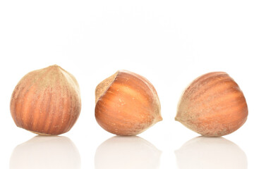 Hazelnuts, macro, on a white background.