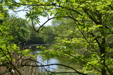 
forest beautiful lake. Summer walk