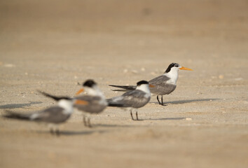 Greater Crested Terns at Busaiteen beach. Selective focus on the tern at the back