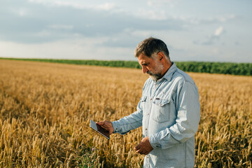 middle aged man examine wheat in wheat field, using tablet computer
