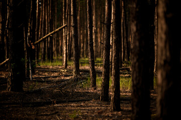 Beautiful view of the forest glade with tall pine trees.