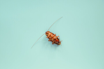 cockroach on blue background.